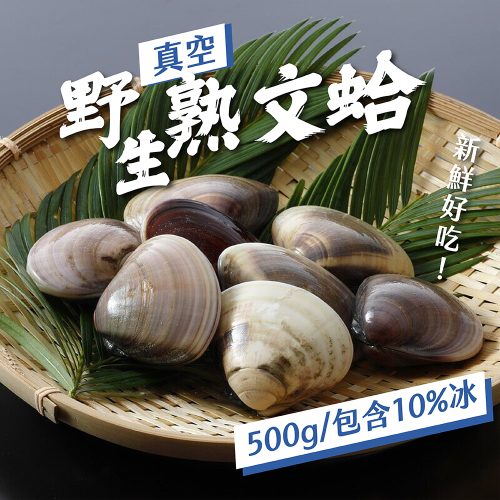 鮮活肥美文蛤